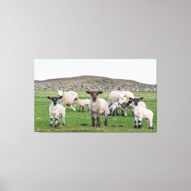 Shetland Sheep Canvas Print (Front)
