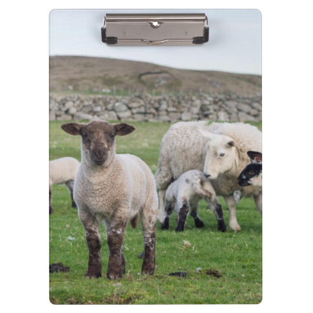Shetland Sheep Clipboard (Front)