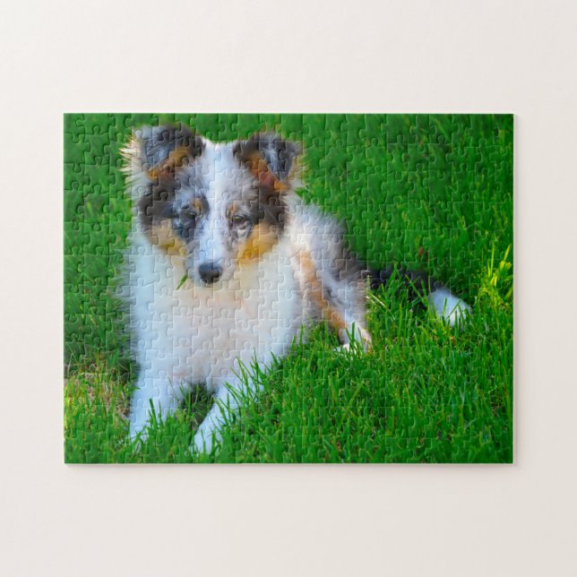 Shetland Sheep Dog Jigsaw. Jigsaw Puzzle (Horizontal)
