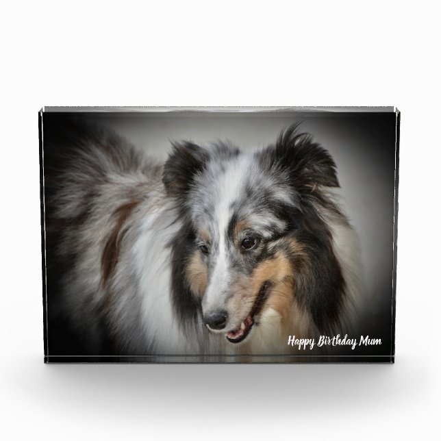 Shetland Sheep Dog Photo Block (Front)