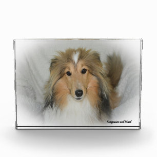 Shetland Sheep Dog. Photo Block