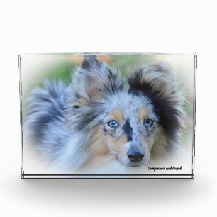 Shetland Sheep Dog. Photo Block