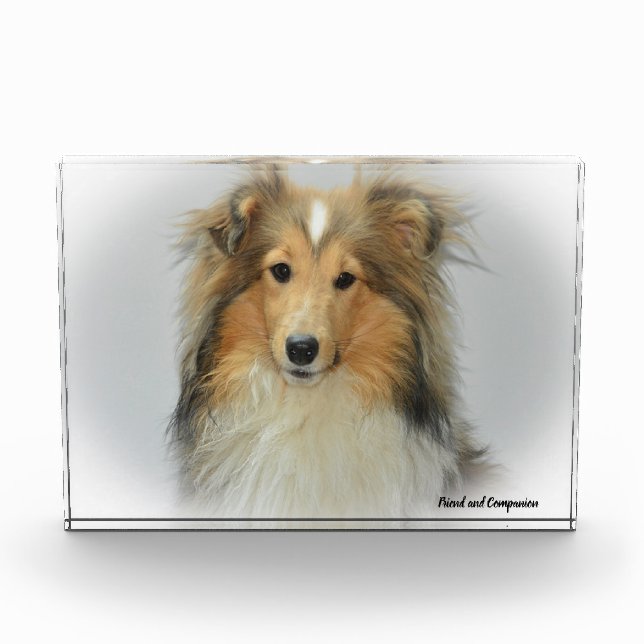 Shetland Sheep Dog. Photo Block (Front)