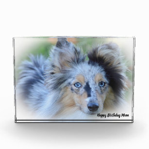 Shetland Sheep Dog Photo Block