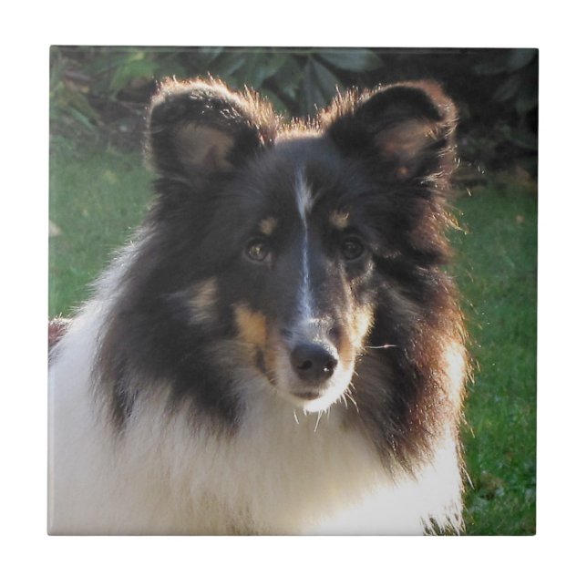 Shetland Sheep Dog Tile (Front)