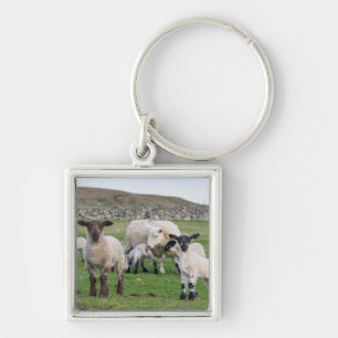 Shetland Sheep Keychain