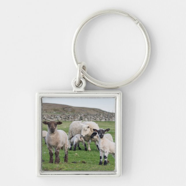 Shetland Sheep Keychain (Front)
