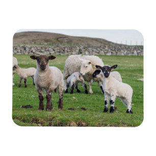 Shetland Sheep Magnet