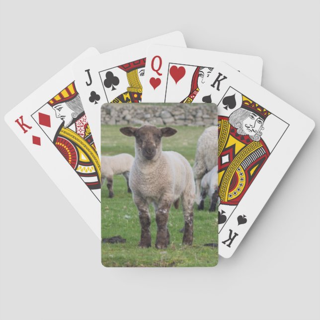 Shetland Sheep Playing Cards (Back)