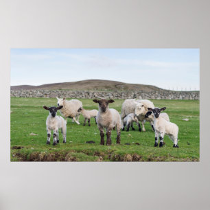 Shetland Sheep Poster