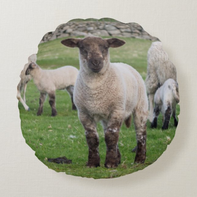 Shetland Sheep Round Pillow (Front)