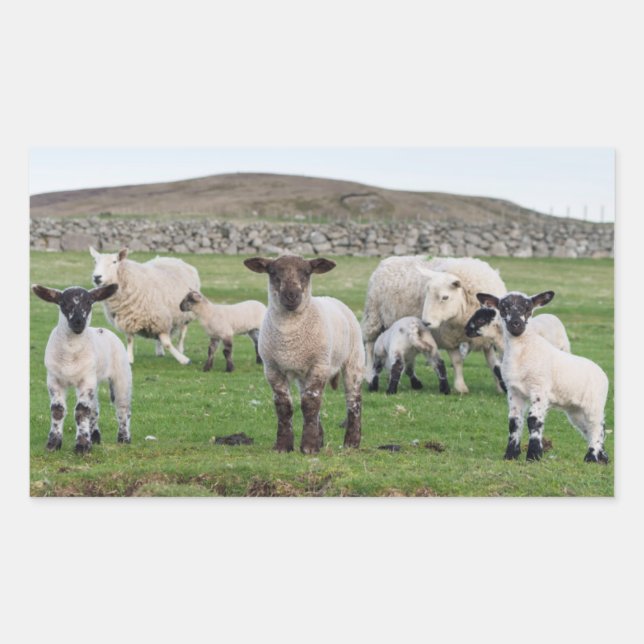 Shetland Sheep Sticker (Front)