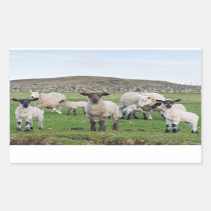 Shetland Sheep Sticker