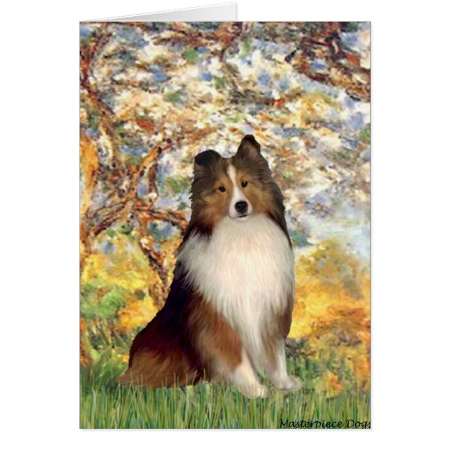 Shetland Sheepdog 1 - Printemps (Devant)
