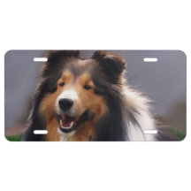 Shetland Sheepdog Art