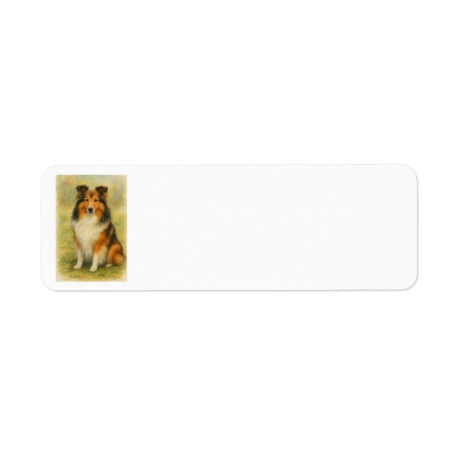 Shetland Sheepdog Assis Aquarelle  (Devant)