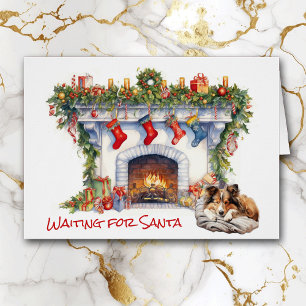 Shetland Sheepdog attend Père Noël