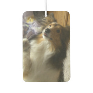 Shetland Sheepdog Begging Air Freshener