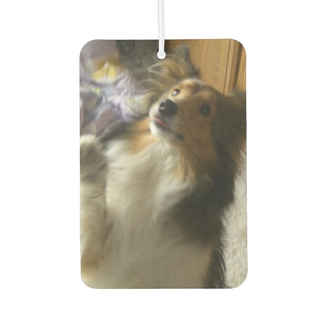 Shetland Sheepdog Begging Air Freshener (Front)