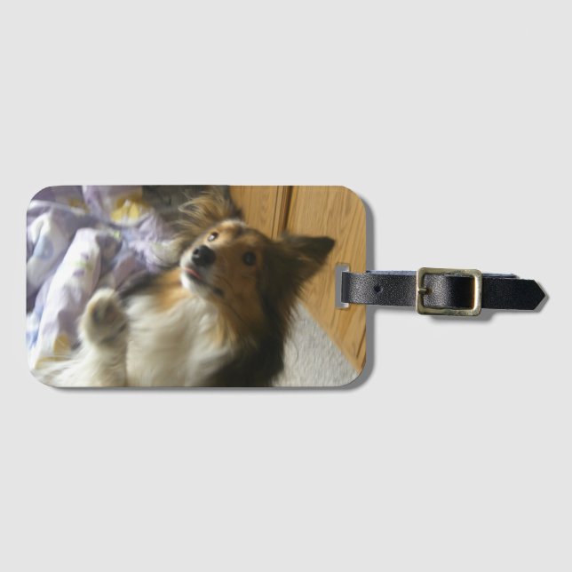 Shetland Sheepdog Begging Luggage Tag (Front Horizontal)