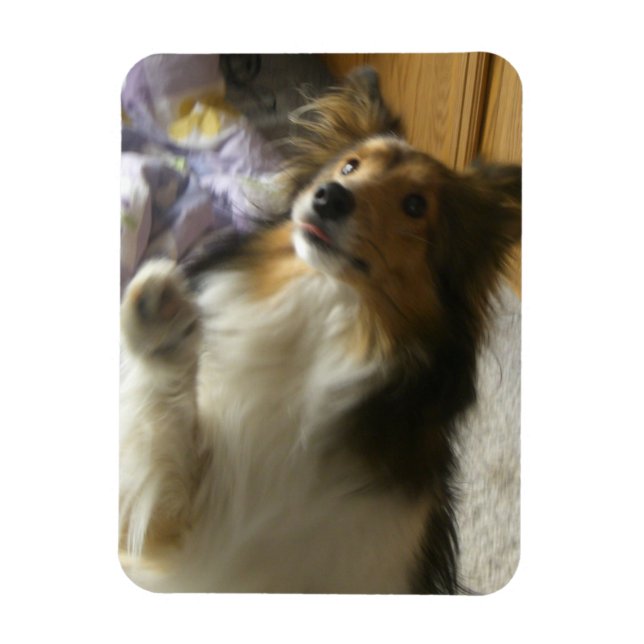 Shetland Sheepdog Begging Magnet (Vertical)