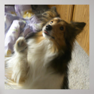Shetland Sheepdog Begging Poster
