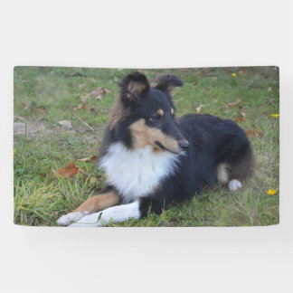 Shetland Sheepdog Black Tri Laying Banner