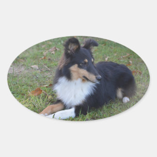 Shetland Sheepdog Black Tri Laying Oval Sticker