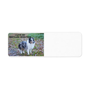 shetland-sheepdog-bleu merle blanc tan love w pic.