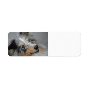 Shetland Sheepdog Blue Tri