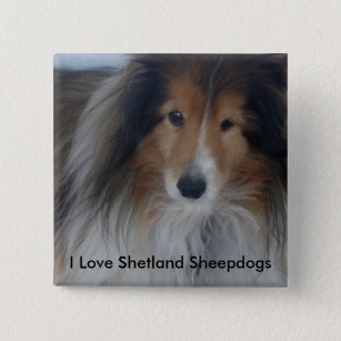 Shetland Sheepdog Button