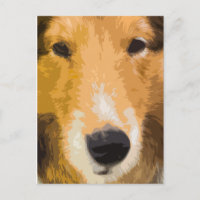 Shetland Sheepdog Close-Up Postcard