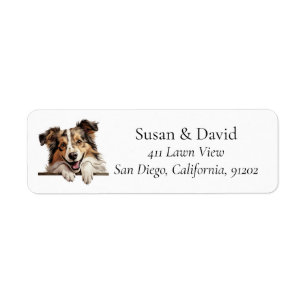 Shetland Sheepdog Dog Breed Pet Lovers