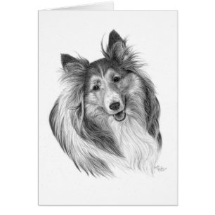 Shetland Sheepdog Drawing by Glenda S. Harlan