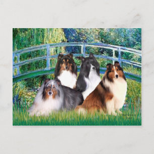 Shetland Sheepdog (four) - Bridge Postcard