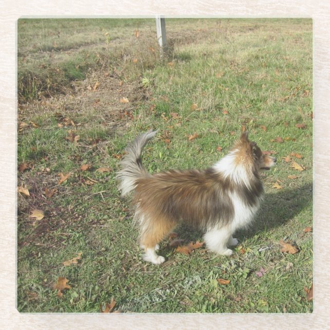 Shetland Sheepdog Full Second Glass Coaster (Front)