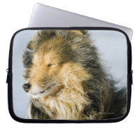 Shetland Sheepdog