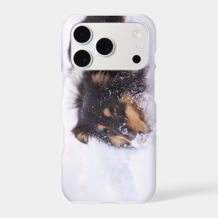 Shetland Sheepdog Laying In Snow