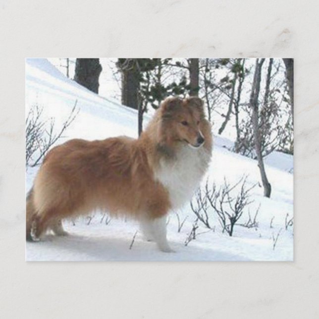 shetland sheepdog postcard (Front)