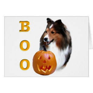Shetland Sheepdog (sable) Boo