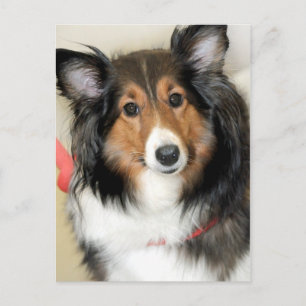 Shetland Sheepdog (Sheltie) Dog Breed Postcards