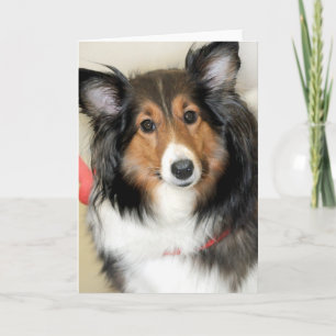 Shetland Sheepdog (Sheltie) Greeting/Note Cards
