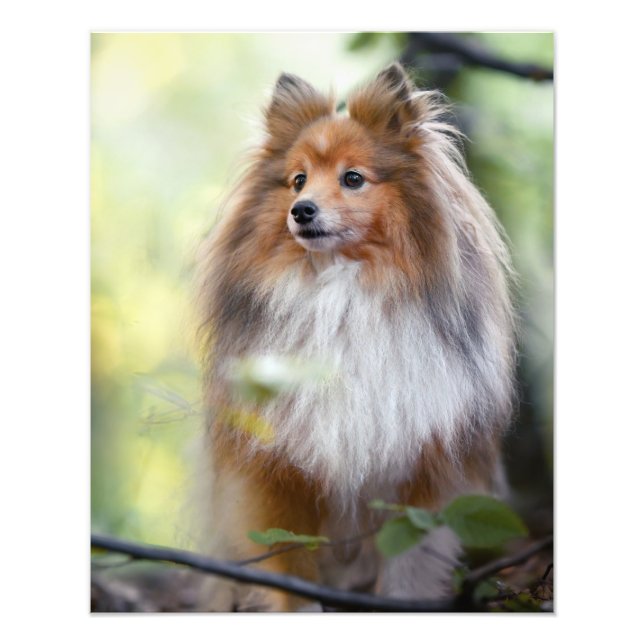 Shetland Sheepdog Sheltie little dog in forest Jig Photo Print (Front)