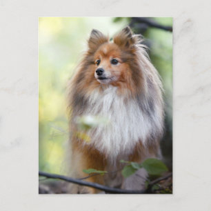 Shetland Sheepdog Sheltie little dog in forest Jig Postcard
