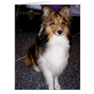 shetland sheepdog sitting 2