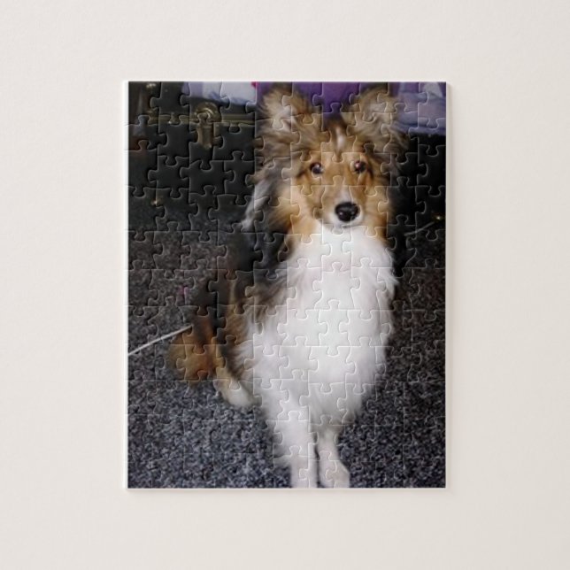shetland sheepdog sitting 2 jigsaw puzzle (Vertical)
