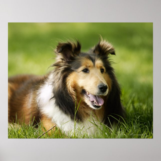 Shetland Sheepdog sitting on the grass Poster (Front)
