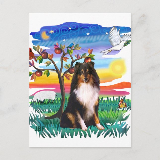 Shetland Sheepdog (tri) Postcard (Front)