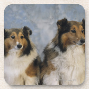 Shetland Sheepdogs Coaster