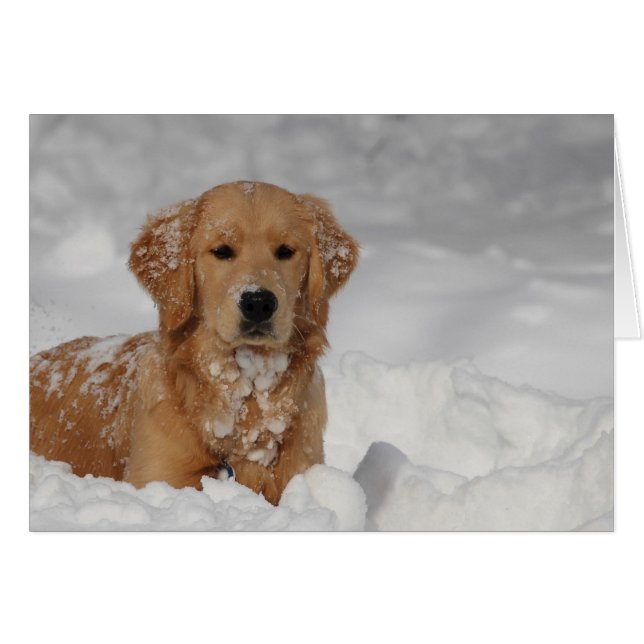 Shhhh, neige ! (Devant horizontal)